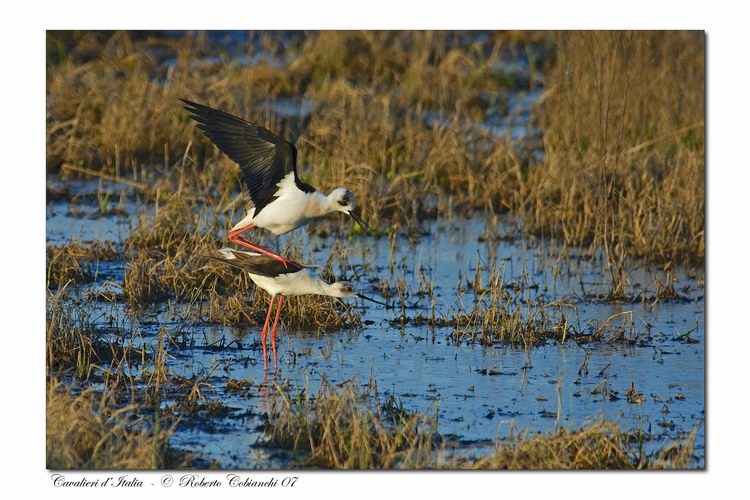 Cavaliere d'' Italia - Himantopus himantopus